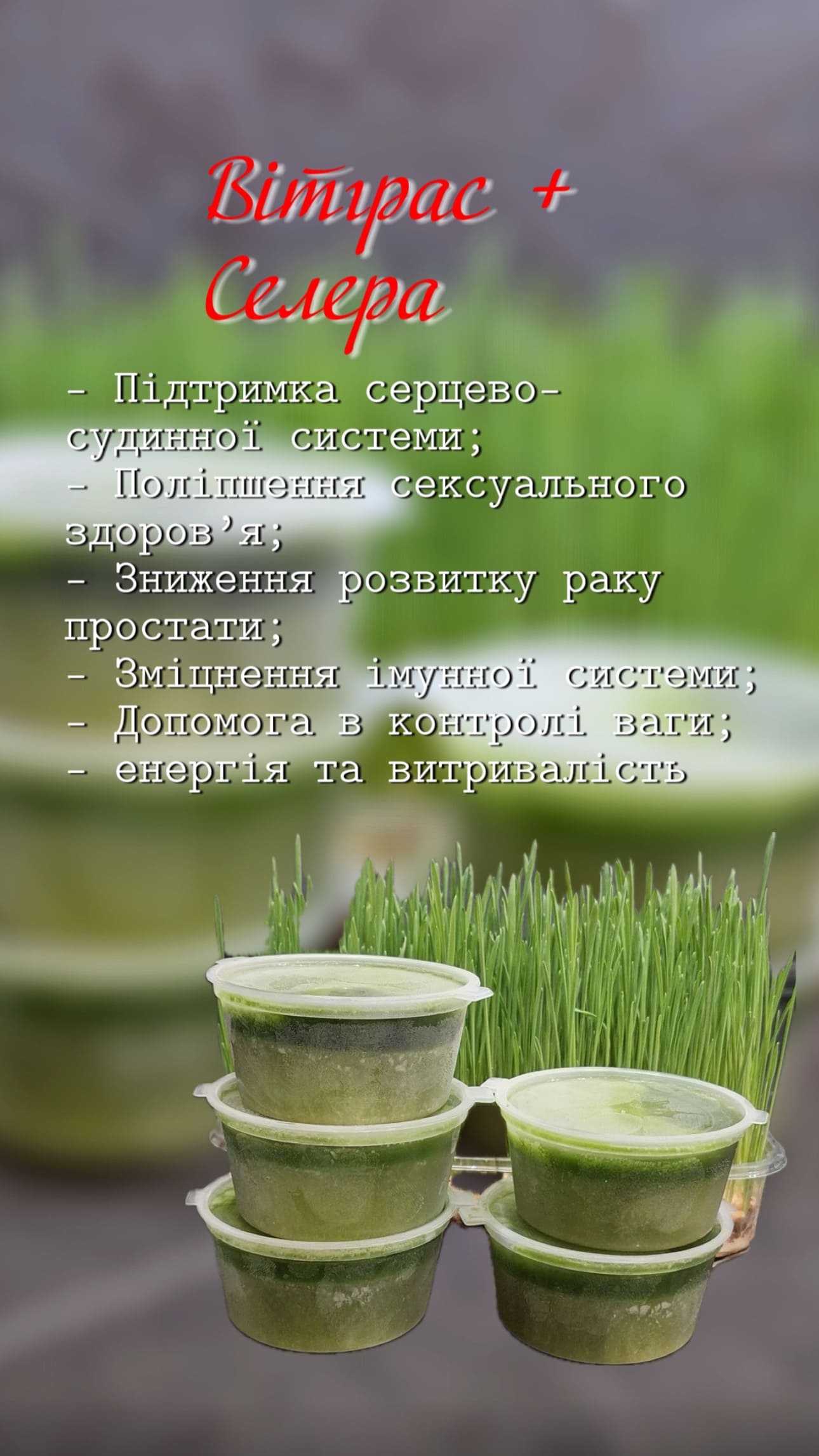 Селера